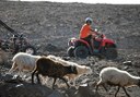 sheep in Jandia quad and buggy tour