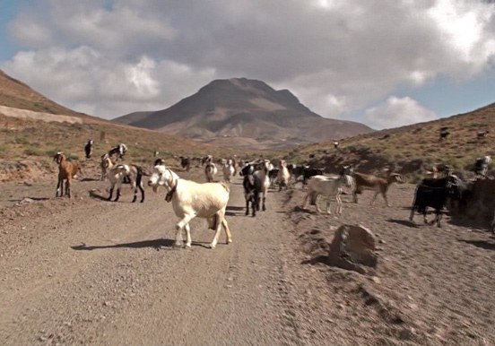 Quad and buggy tour through goat farm in Costa Calma