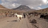 Quad and buggy tour through goat farm in Costa Calma