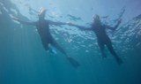 Snorkelling with boat in Fuerteventura.JPG
