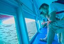 sail the Atlantic via glassbottom boat