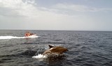 dolphin in Fuerteventura jetski tour