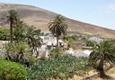 Safari tour in Betancuria - aloe vera plants