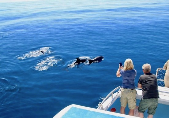 Dolphin and whale watching Morro Jable.jpg