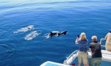 Dolphin and whale watching Morro Jable.jpg