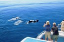 Dolphin and whale watching Morro Jable.jpg