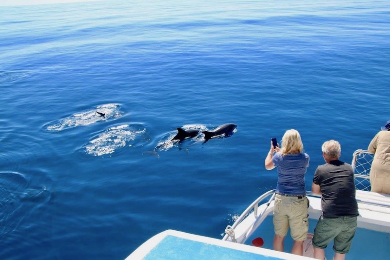Dolphin and whale watching Morro Jable.jpg