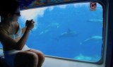 Spot dolphins from the glass bottom cabin Fuerteventura.jpg