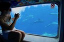 Spot dolphins from the glass bottom cabin Fuerteventura.jpg
