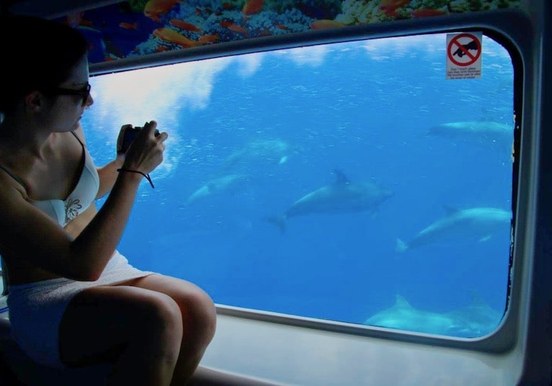 Spot dolphins from the glass bottom cabin Fuerteventura.jpg