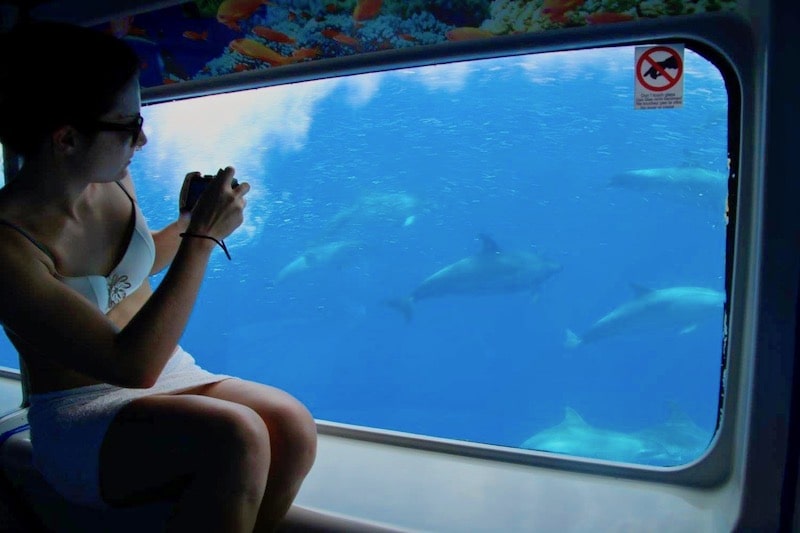 Spot dolphins from the glass bottom cabin Fuerteventura.jpg