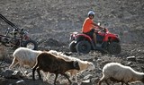 sheep in Jandia quad and buggy tour