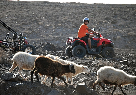 sheep in Jandia quad and buggy tour