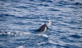 Spot dolphin on pirate sailing excursion.jpg