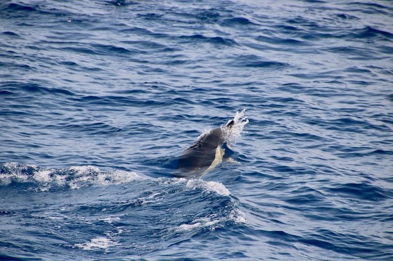 Spot dolphin on pirate sailing excursion.jpg