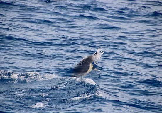 Spot dolphin on pirate sailing excursion.jpg