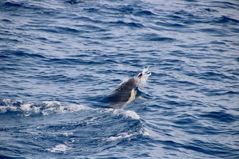 Spot dolphin on pirate sailing excursion.jpg