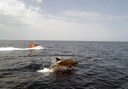 dolphin in Fuerteventura jetski tour