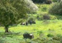 Bandama volcano route and wine tasting hike.jpg