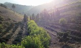 Visit Finca Vandame wineyard in Gran Canaria.jpg