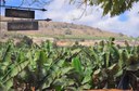 Arucas and banana plantation-min.jpg