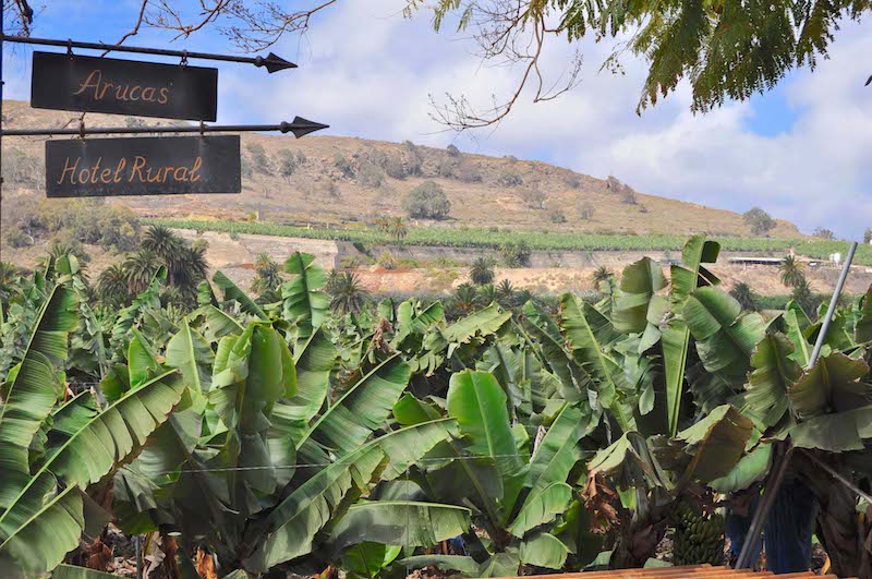 Arucas and banana plantation-min.jpg