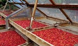 Coffee berries.jpg
