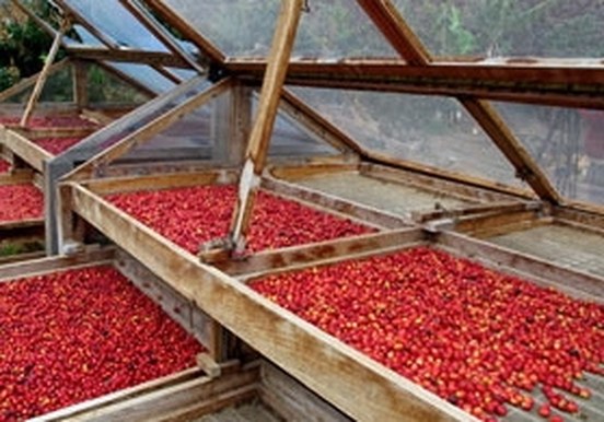 Coffee berries.jpg