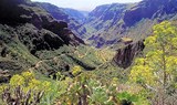 Rush green valley of Gran Canaria.jpg