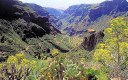 Rush green valley of Gran Canaria.jpg