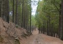 Hike in pine forest of Gran Canaria.jpg