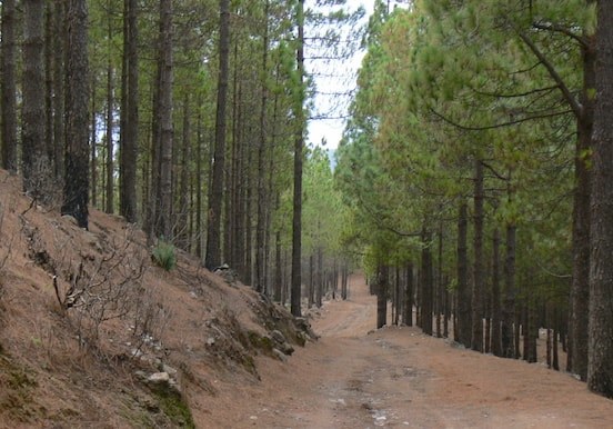 Hike in pine forest of Gran Canaria.jpg