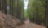 Hike in pine forest of Gran Canaria.jpg