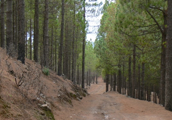 Hike in pine forest of Gran Canaria.jpg