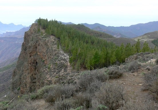 Scenic view of pine forest of Artenara hike.jpg