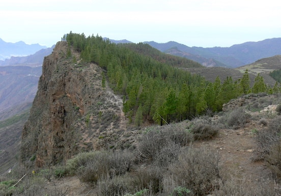Scenic view of pine forest of Artenara hike.jpg