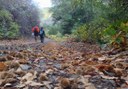 Enchanted forest hiking route Gran Canaria.jpg