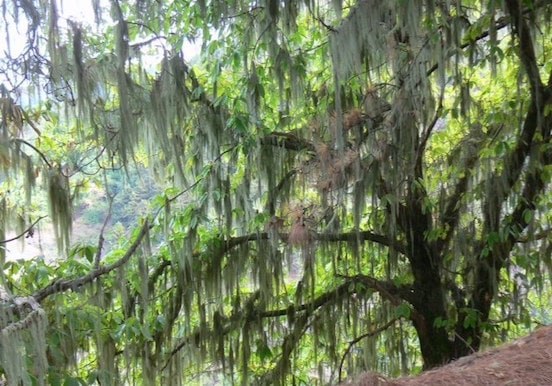 Enchanted forest hiking route in Gran Canaria.jpg