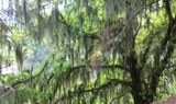 Enchanted forest hiking route in Gran Canaria.jpg