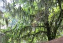 Enchanted forest hiking route in Gran Canaria.jpg