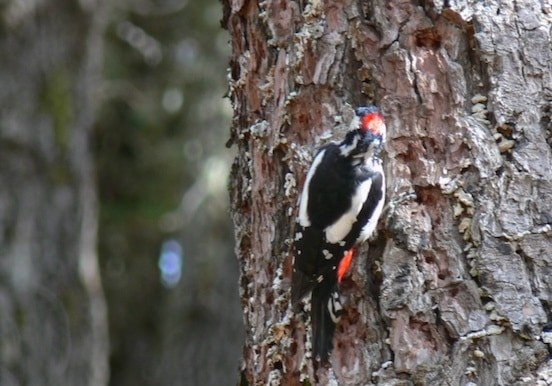 Enchanted forest hiking trail Gran Canaria.jpg
