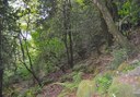 Hiking in Gran Canaria Valsendero route.jpg
