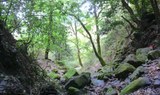 Hiking in the forest of Gran Canaria.jpg