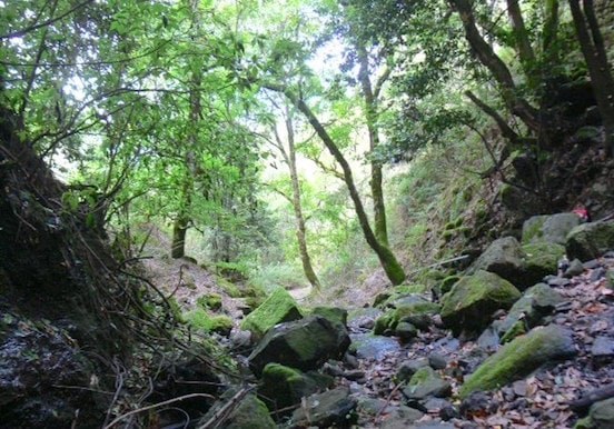 Hiking in the forest of Gran Canaria.jpg