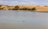 The oasis of Mapalomas.jpg