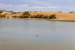 The oasis of Mapalomas.jpg