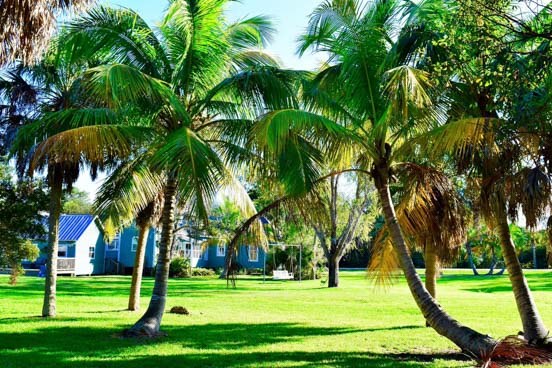 Ayagaures Mountain Electric Tour palm trees