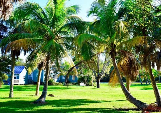 Ayagaures Mountain Electric Tour palm trees