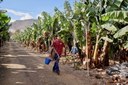 ride past banana plantation electric bike tour.jpg