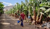 ride past banana plantation electric bike tour.jpg
